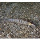 Parapercis lineopunctata Randall, 2003