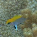 Neoglyphidodon melas (Cuvier, 1830)