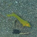 Iniistius pentadactylus (Linnaeus, 1758)