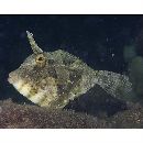 Pseudomonacanthus macrurus (Bleeker, 1856)