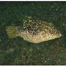 Canthigaster compressa (Proce, 1822)