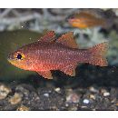 Apogon monospilus Fraser, Randall et Allen, 2002