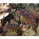 Salarias ramosus Bath, 1992