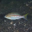 Scolopsis temporalis (Cuvier, 1830)