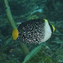 Chaetodontoplus mesoleucus (Bloch, 1787)