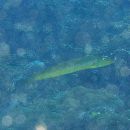 Cheilio inermis (Forsskal, 1775)