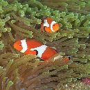 Amphiprion ocellaris Cuvier, 1830