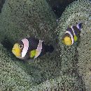 Amphiprion sp. 1