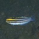 Meiacanthus grammistes (Valenciennes, 1836)