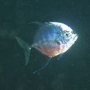 Carangoides coeruleopinnatus (Ruppell, 1830)