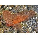 Ablabys macracanthus (Bleeker, 1852)