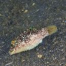 Canthigaster compressa (Proce, 1822)