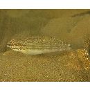 Amblygobius buanensis Herre, 1927