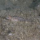 Oplopomops sp. 1 of Suzuki and Shibukawa, 2004