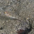 Amblygobius buanensis Herre, 1927