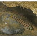 Cheilodipterus quinquelineatus Cuvier, 1828