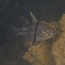 Sphaeramia orbicularis (Kuhl et Hasselt, 1828)