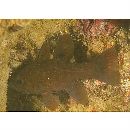 Apogonichthyoides melas (Bleeker, 1848)