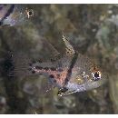 Sphaeramia orbicularis (Kuhl et Hasselt, 1828)