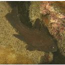 Apogonichthyoides melas (Bleeker, 1848)