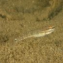 Amblygobius buanensis Herre, 1927