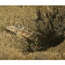 Cryptocentrus melanopus (Bleeker, 1860)