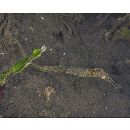 Syngnathoides biaculeatus (Bloch, 1785)