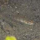 Amblygobius buanensis Herre, 1927