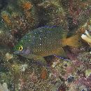 Plectroglyphidodon lacrymatus (Quoy et Gaimard, 1825)