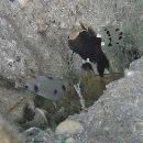 Lotilia klausewitzi Shibukawa, Suzuki et Senou, 2012