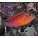 Labracinus cyclophthalmus (Muller et Troschel, 1849)