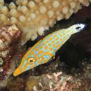 Oxymonacanthus longirostris (Bloch et Schneider, 1801)