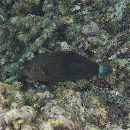 Halichoeres marginatus Ruppell, 1835