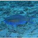 Scarus chameleon Choat et Randall, 1986