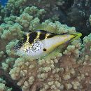 Paraluteres prionurus (Bleeker, 1851)