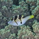 Paraluteres prionurus (Bleeker, 1851)