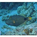 Balistapus undulatus (Park, 1797)