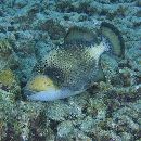 Balistoides viridescens (Bloch et Schneider, 1801)