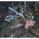 Pterois volitans (Linnaeus, 1758)