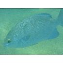 Kyphosus cinerascens (Forsskal, 1775)