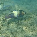 Parupeneus multifasciatus (Quoy et Gaimard, 1825)