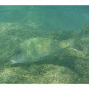 Parupeneus insularis Randall et Myers, 2002