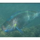 Chlorurus perspicillatus (Steindachner, 1879)