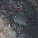 Plectroglyphidodon imparipennis (Vaillant et Sauvage, 1875)