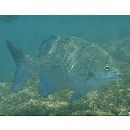 Kyphosus cinerascens (Forsskal, 1775)