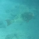 Scarus rubroviolaceus Bleeker, 1847