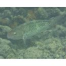 Scarus rubroviolaceus Bleeker, 1847