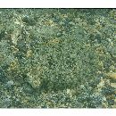 Bothus pantherinus (Ruppell, 1830)