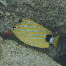 Chaetodon fremblii Bennett, 1828