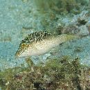 Canthigaster compressa (Proce, 1822)